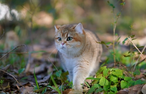 太保市金渐层猫舍