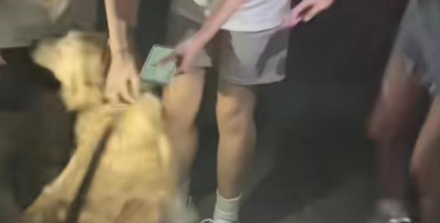 大学生兴起免费帮陌生人遛狗,金毛主人:遛了一个半小时,狗狗笑得嘴都合不上了 大学生兴起免费帮陌生人遛狗,金毛主人:遛了一个半小时,狗狗笑得嘴都合不上了