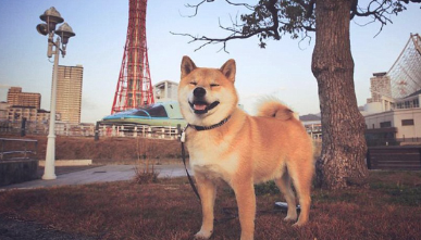 秋田犬一胎能怀几个小狗狗?小狗繁殖! 秋田犬一胎能怀几个小狗狗?小狗繁殖!