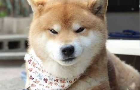 柴犬的生理期也是它的繁殖期吗?来get下吧 柴犬的生理期也是它的繁殖期吗?来get下吧