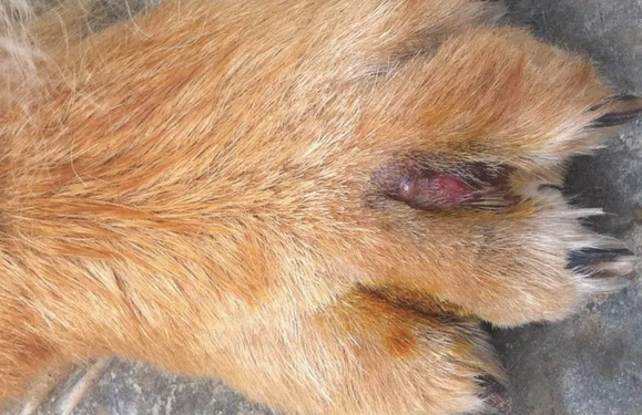 狗狗指尖炎医治方式实例教程,小宠物趾尖囊肿该怎么办? 狗狗指尖炎医治方式实例教程,小宠物趾尖囊肿该怎么办?
