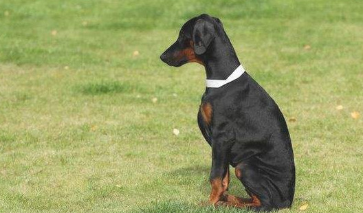 猎犬眼睛有层塑料薄膜会瞎吗？务必要了解