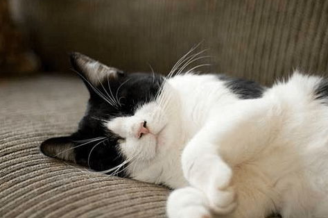 怀孕猫猫怎么照顾？来看看吧