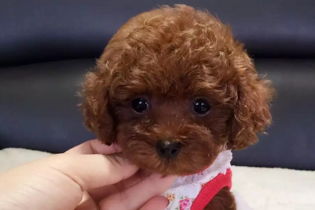 受欢迎狗狗泰迪VS博美，你会选哪一种？