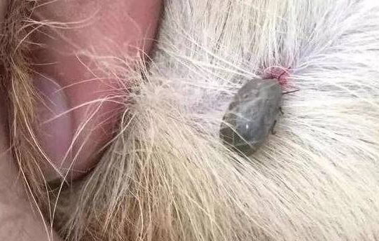 狗狗被蜱虫咬了有哪些症状？快来看看吧