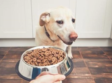 狗狗挑食该怎么办?有什么办法处理? 狗狗挑食该怎么办?有什么办法处理?