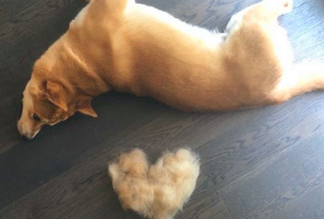 柴犬上火是否会掉毛,柴犬上火会造成掉毛吗? 柴犬上火是否会掉毛,柴犬上火会造成掉毛吗?