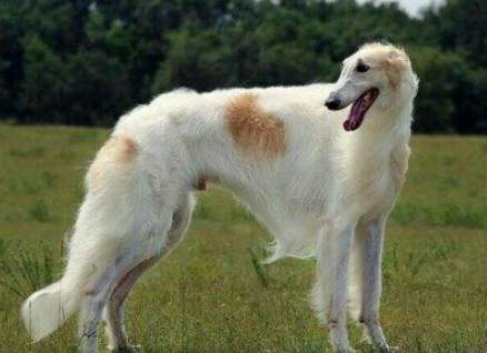 俄罗斯十大名犬