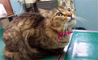 猫猫常见的遗传性疾病你知道哪些?来了解下吧