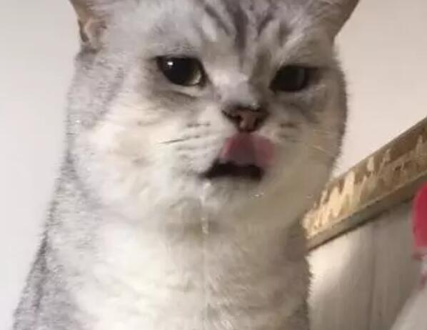 猫睡觉流口水是怎么回事?猫睡觉流口水正常吗?(猫为啥睡觉流口水) 猫睡觉流口水是怎么回事?猫睡觉流口水正常吗?(猫为啥睡觉流口水)