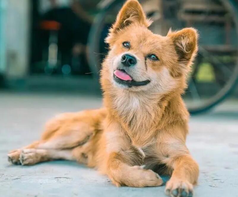 为何非常少人养“中华田园犬”当小宠物?原因有6个 为何非常少人养“中华田园犬”当小宠物?原因有6个