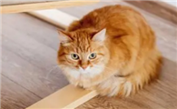 猫咪为什么喜欢闻木头香