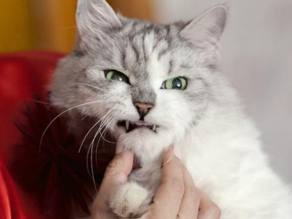 猫很紧张的表现