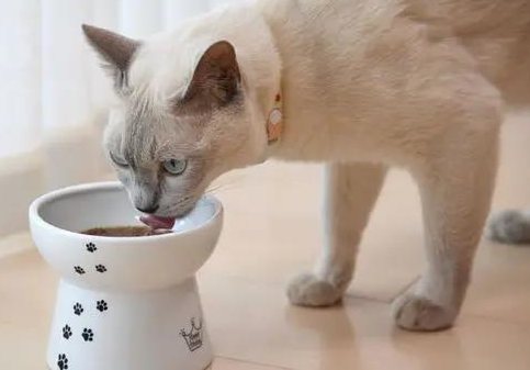 猫咪掉毛怎么办？如何解决猫咪掉毛的问题