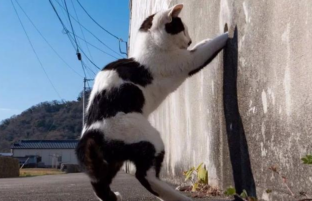 为什么猫咪出门就要蹭墙