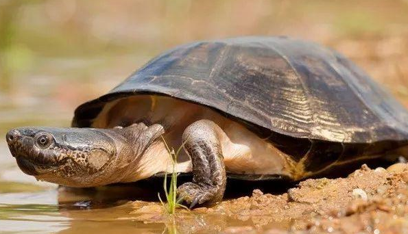 沼泽侧颈龟是保护动物吗?沼泽侧颈龟长什么样?