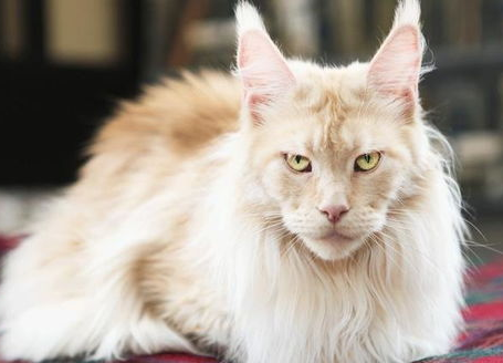 怎么训小猫让它知道名? 怎么训小猫让它知道名?