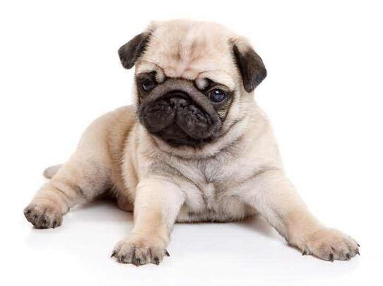 巴哥犬怎么样训练？