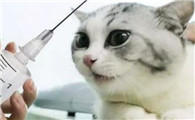 猫哮喘的诱因及诊疗预防