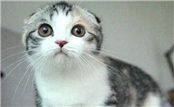 宠物猫有什么品种