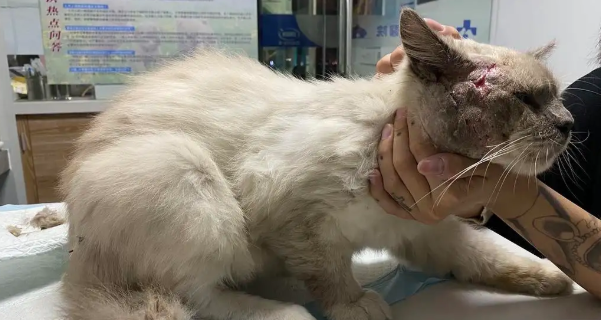 布偶猫容易生病吗?布偶猫常见疾病和预防! 布偶猫容易生病吗?布偶猫常见疾病和预防!