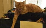猫咪镇静剂怎么选择？关于猫咪镇静的必知知识