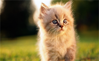 猫吐白色液体怎么办？看这里