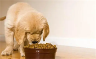 如何给幼犬过渡狗粮