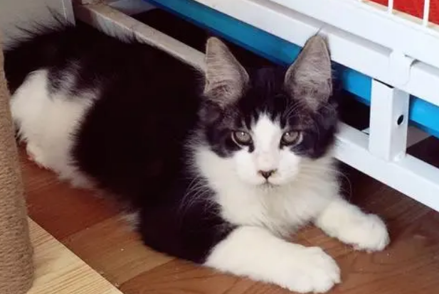 猫舍买的猫质量怎么样