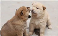 新生幼犬如何科学护理?