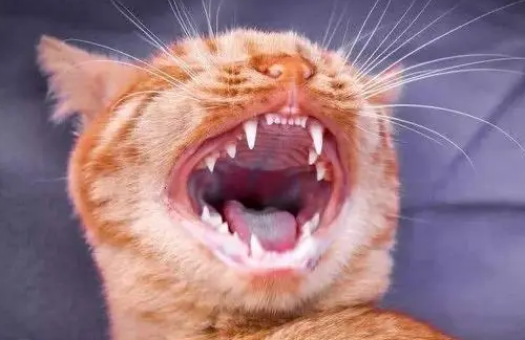 猫的牙齿分化特点? 猫的牙齿分化特点?