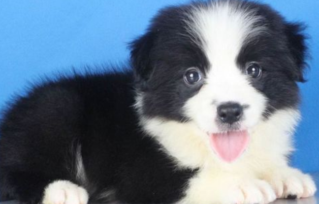 如何挑选一只健康的边境牧羊犬？