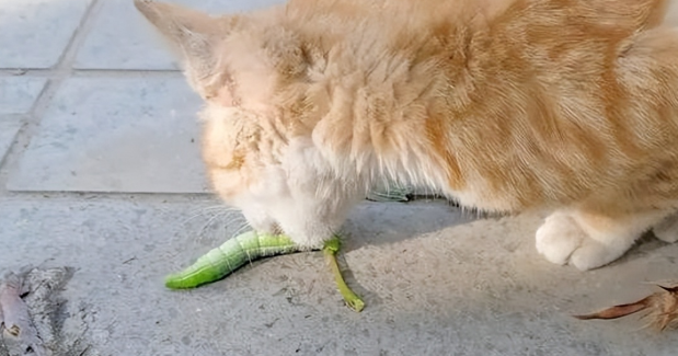 猫咪为什么特别喜欢虫虫呢