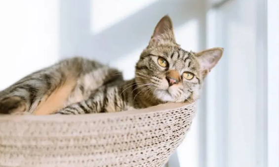 新生小猫呼吸困难可能是什么原因? 新生小猫呼吸困难可能是什么原因?