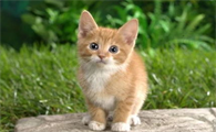 猫咪瘙痒行为的原因及诊断，猫猫健康！