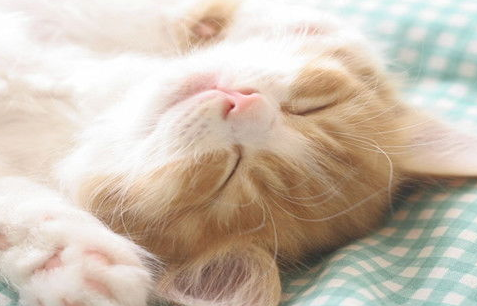 猫咪长癣的正确治疗方法是什么?来看看吧 猫咪长癣的正确治疗方法是什么?来看看吧
