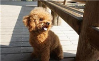泰迪犬能活多少年？幸福的日子总是短暂的
