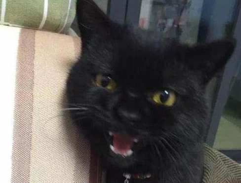 如何训练缅因猫让其乖巧懂事? 如何训练缅因猫让其乖巧懂事?