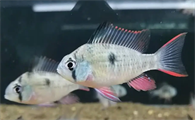 玻利维亚凤凰鱼混养