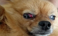狗狗眼睛红红的是什么情况