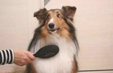 狗狗吐了该怎么办？怎么处理呢？
