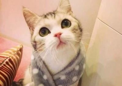 猫咪消毒水怎么选择?适合养猫家用的消毒液! 猫咪消毒水怎么选择?适合养猫家用的消毒液!