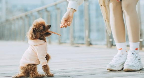 六个缘故告之你,为何泰迪犬会咬人?不必只图着责骂了 六个缘故告之你,为何泰迪犬会咬人?不必只图着责骂了