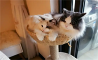 猫咪为什么吃无谷猫粮？如何选择猫粮？