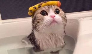 猫洗澡教学、美容及注意事项。 猫洗澡教学、美容及注意事项。