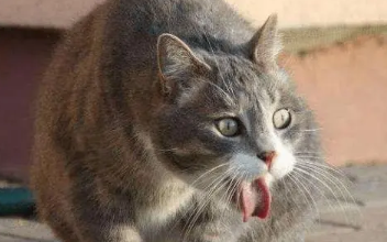 猫咪受凉呕吐了会自愈吗