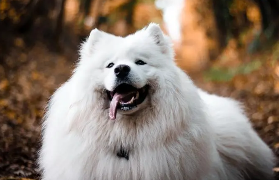 成年萨摩耶犬多少钱一只
