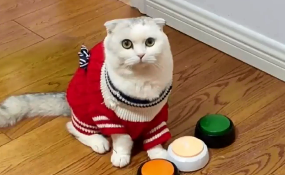小猫七七的视频