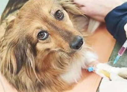 狂犬病早期的症状有哪些？