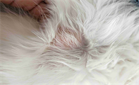 猫咪有哪些常见皮肤病类型?现在来看看!